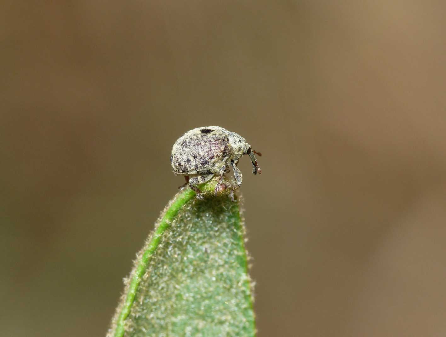 Cionus cfr longicollis